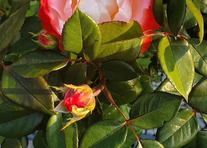 Hotel Labranda Kiotari Bay Istrios